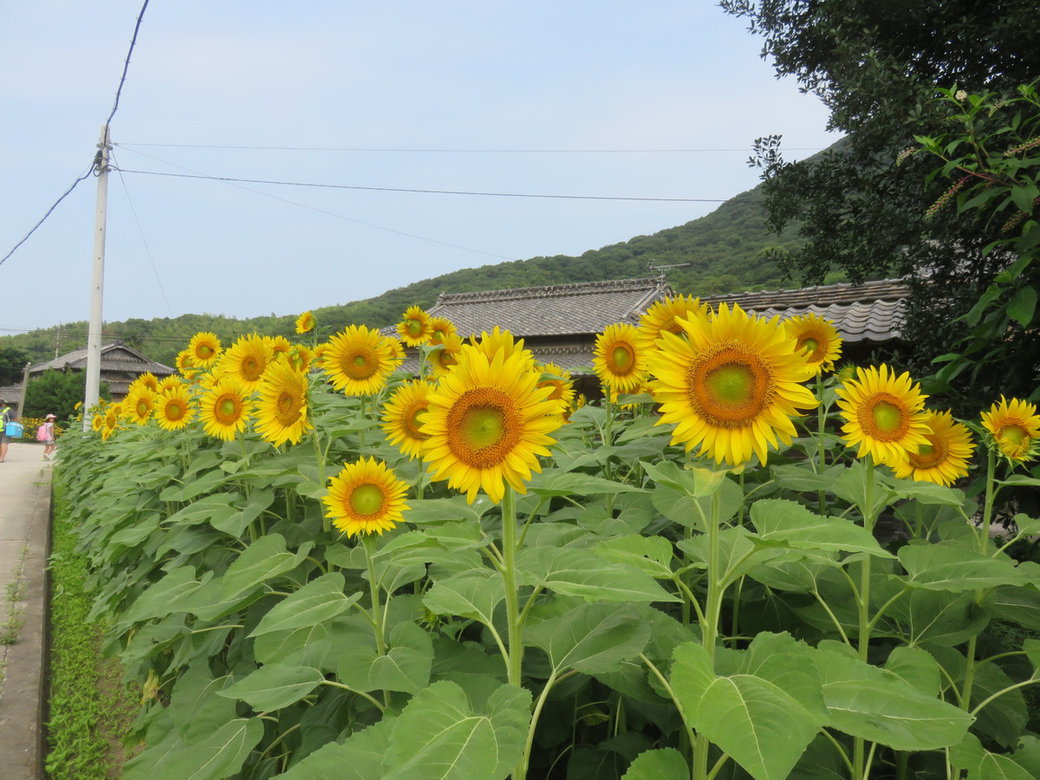 ひまわり畑 島情報 丸亀の塩飽諸島観光 移住情報 まるがめせとうち島旅ノート